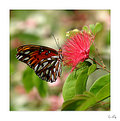 Picture Title - ...butterfly in color...