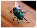 Picture Title - Green_Fly