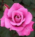 Picture Title - Garden Rose