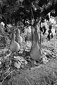 Picture Title - Giant Gourds