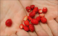 Picture Title - - wild strawberry -