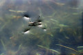 Picture Title - CUSHIONED ON WATER