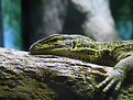 Picture Title - Monitor Lizard