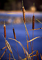 Picture Title - 4 cattails