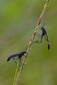 Picture Title - Thread Waist Wasps