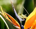 Picture Title - Another Grasshopper