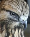 Picture Title - Falcon