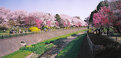 Picture Title - Cherry Tree Panorama