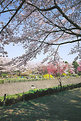 Picture Title - Cherry Trees