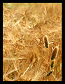 Picture Title - Field of gold