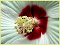 Picture Title - Hardy Hibiscus