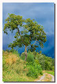 Picture Title - My tree 10