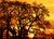 Oak  Tree  Sunset