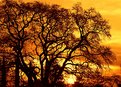 Picture Title - Oak  Tree  Sunset