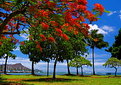 Picture Title - Hawaiian Vibrance