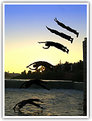 Picture Title - DIVER Silhouettes