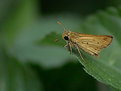 Picture Title - clinging to the leaf