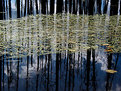 Picture Title - Reflections and Leaves