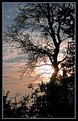 Picture Title - Chuckanut Silhouette