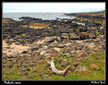 Picture Title - Giant's causeway, N Ireland