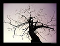 Picture Title - TREE OF LIFE