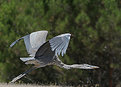 Picture Title - GBH Take Off