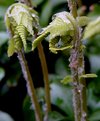 Picture Title - Ferns