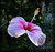 Pink and White Hibiscus