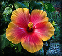 Picture Title - Orange and Yellow Hibiscus