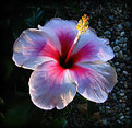 Picture Title - Hibiscus in the morning