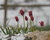 Tulips In The Snow