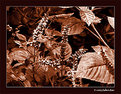 Picture Title - Spearmint in Sepia