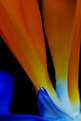 Picture Title - Strelitzia - macro