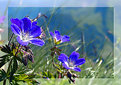 Picture Title - Alps and flowers