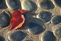 Picture Title - Sunset on a Leaf