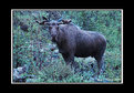 Picture Title - Moose #113