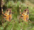 Picture Title - Stereo spider