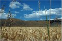 Picture Title - Grain Field