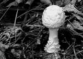 Picture Title - Destroying Angel