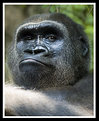 Picture Title - Gorilla
