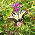 Picture Title - Butterfly