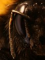 Picture Title - eye of a bumblebee