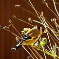 Picture Title - Sunshine on a goldfinch's back