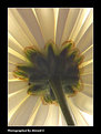 Picture Title - Flower