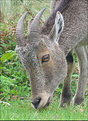 Picture Title - Nilgiri Tahr