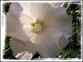 Picture Title - White Hibiscus
