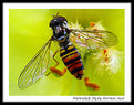 Picture Title - Marmalade Fly