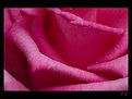 Picture Title - ...petals...