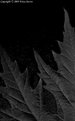 Picture Title - Dark Leaf