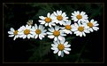 Picture Title - Daisys